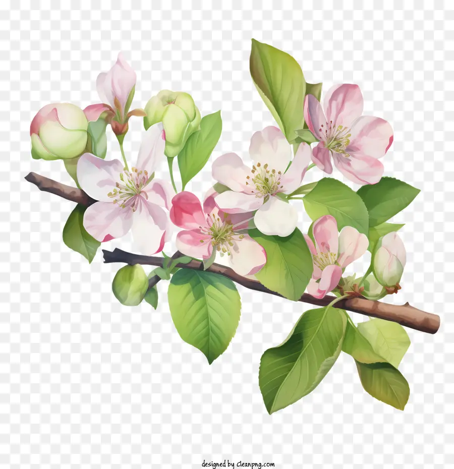 Elma çiçeği，Elma PNG