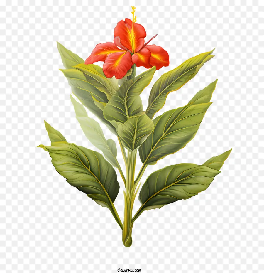 Canna Indica，Kırmızı Çiçek PNG