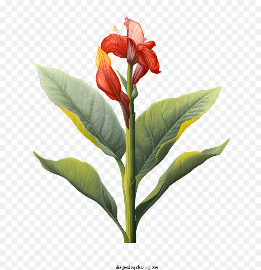 çubuk Gösterir，Kırmızı çiçek PNG
