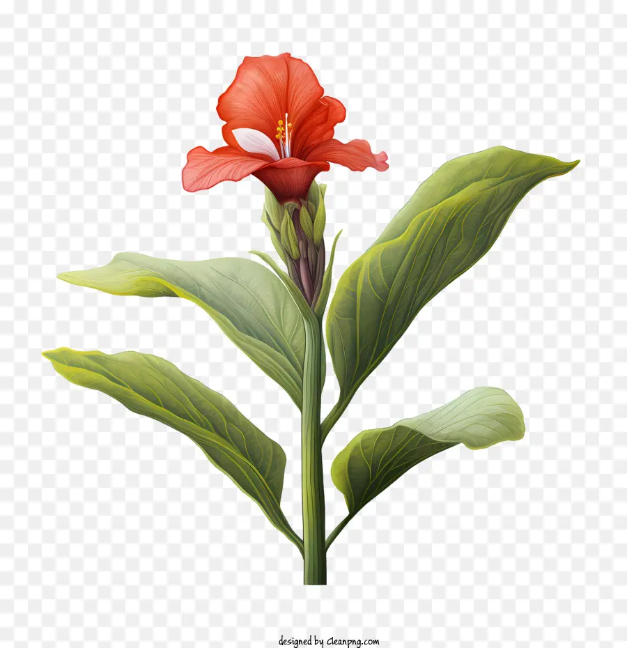 Canna Indica，Kırmızı Çiçek PNG