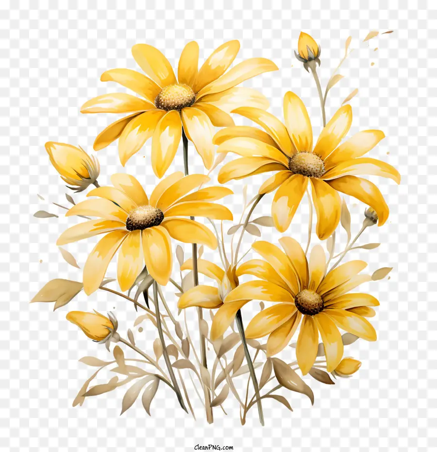 Sarı çiçek，Papatyalar PNG
