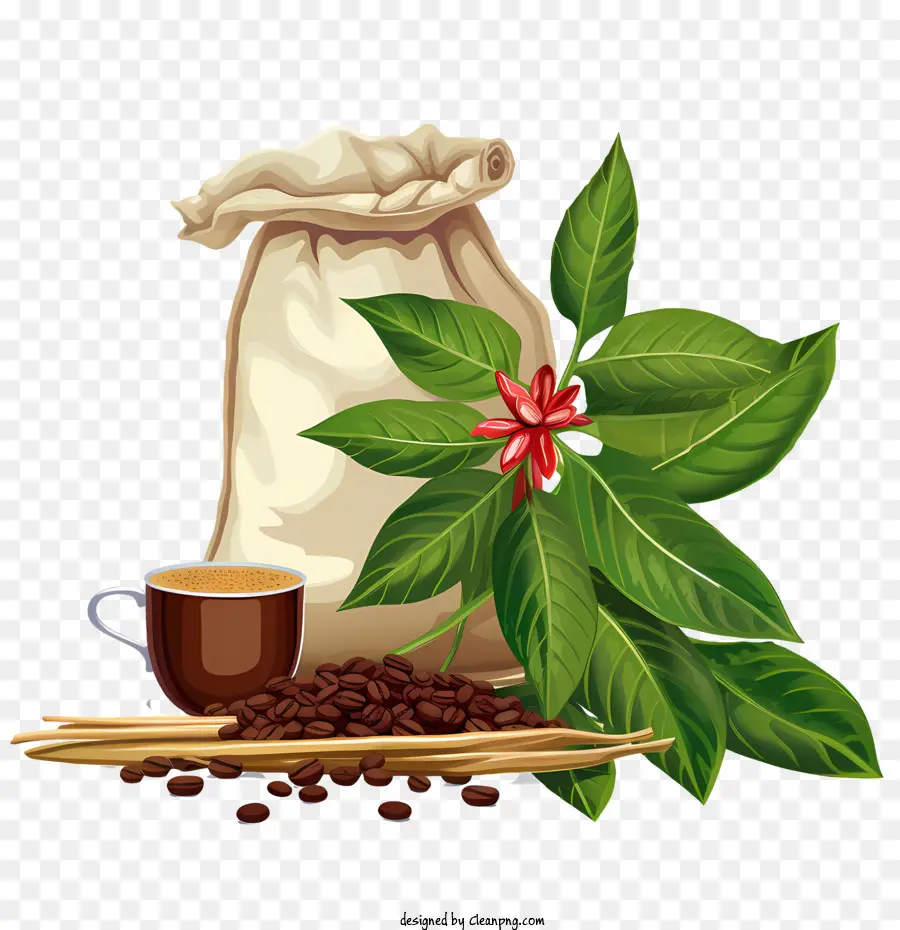 Kahve çekirdekleri，Fasulye PNG