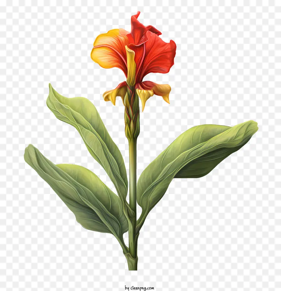 Canna Indica，Portakal Çiçeği PNG