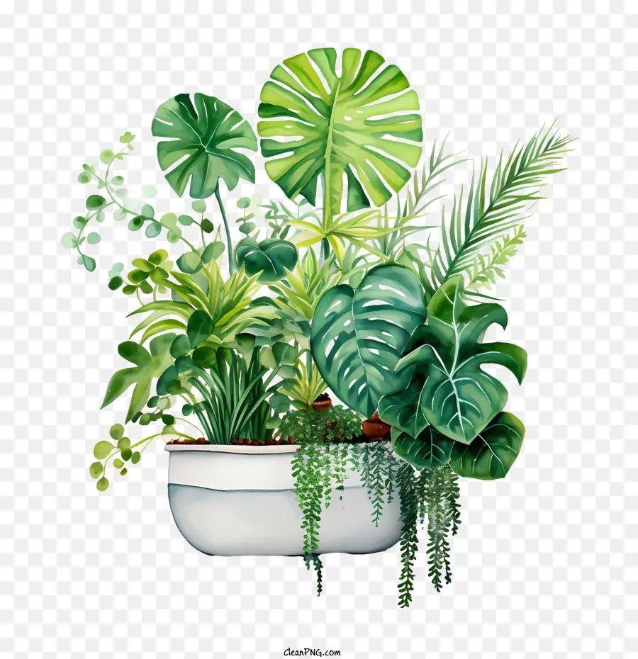 Houseplant Takdir Günü，Bitkiler PNG