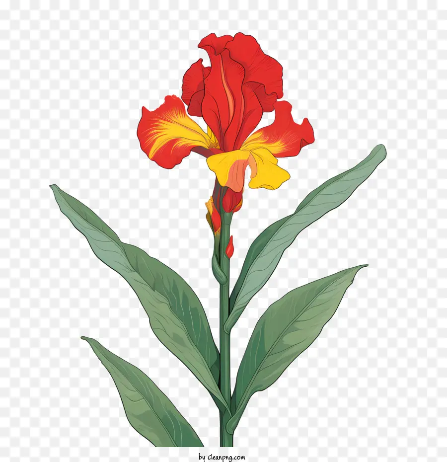 çubuk Gösterir，Kırmızı çiçek PNG