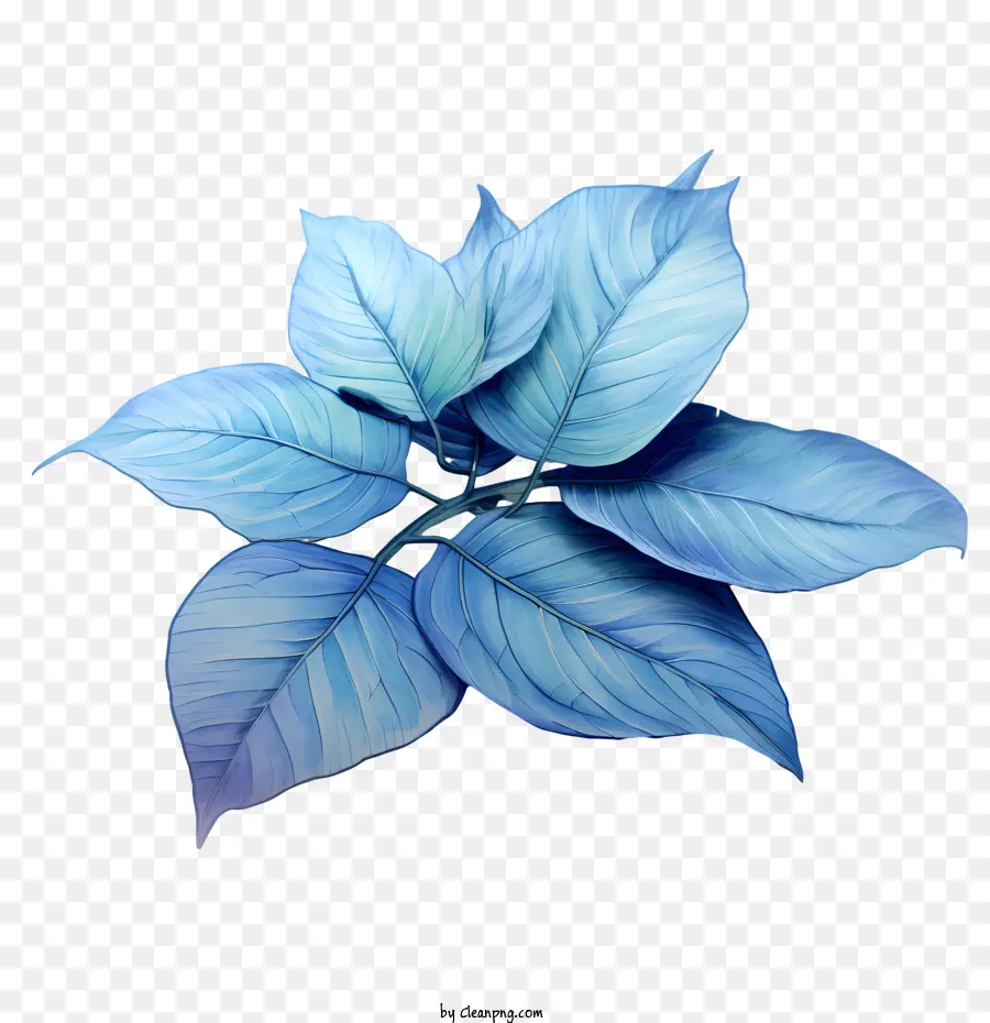 Mavi Yapraklar，Yaprak PNG