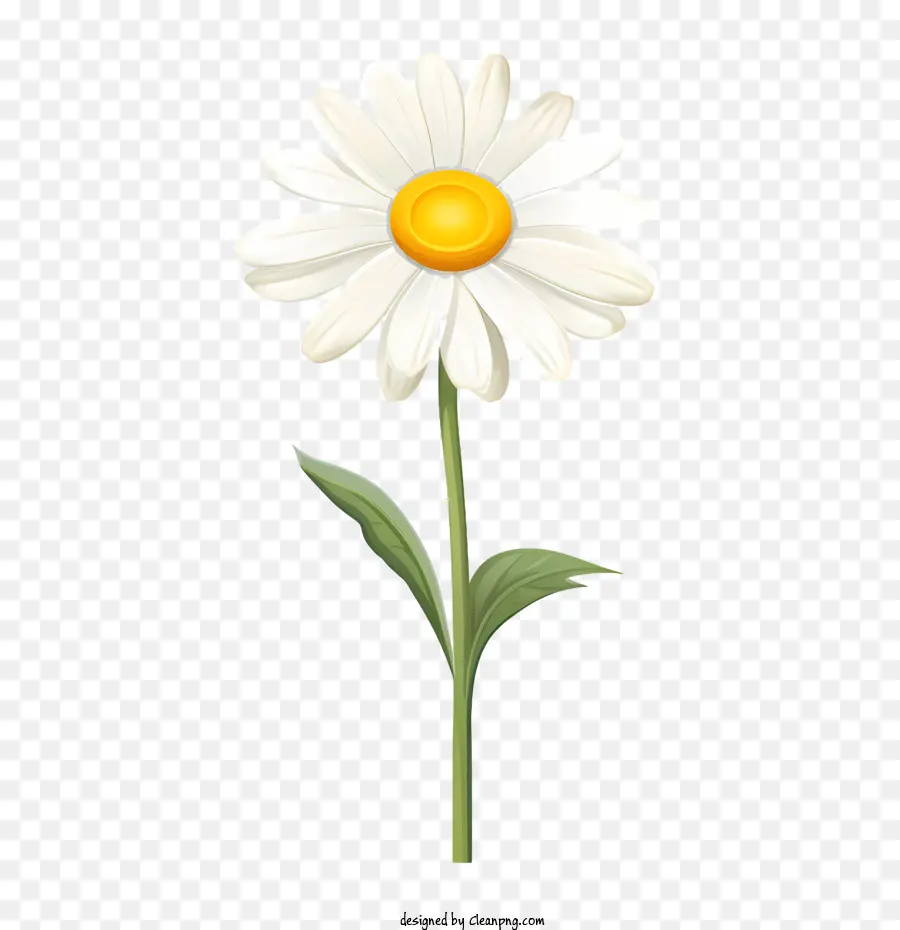 Daisy çiçek，Beyaz çiçek PNG