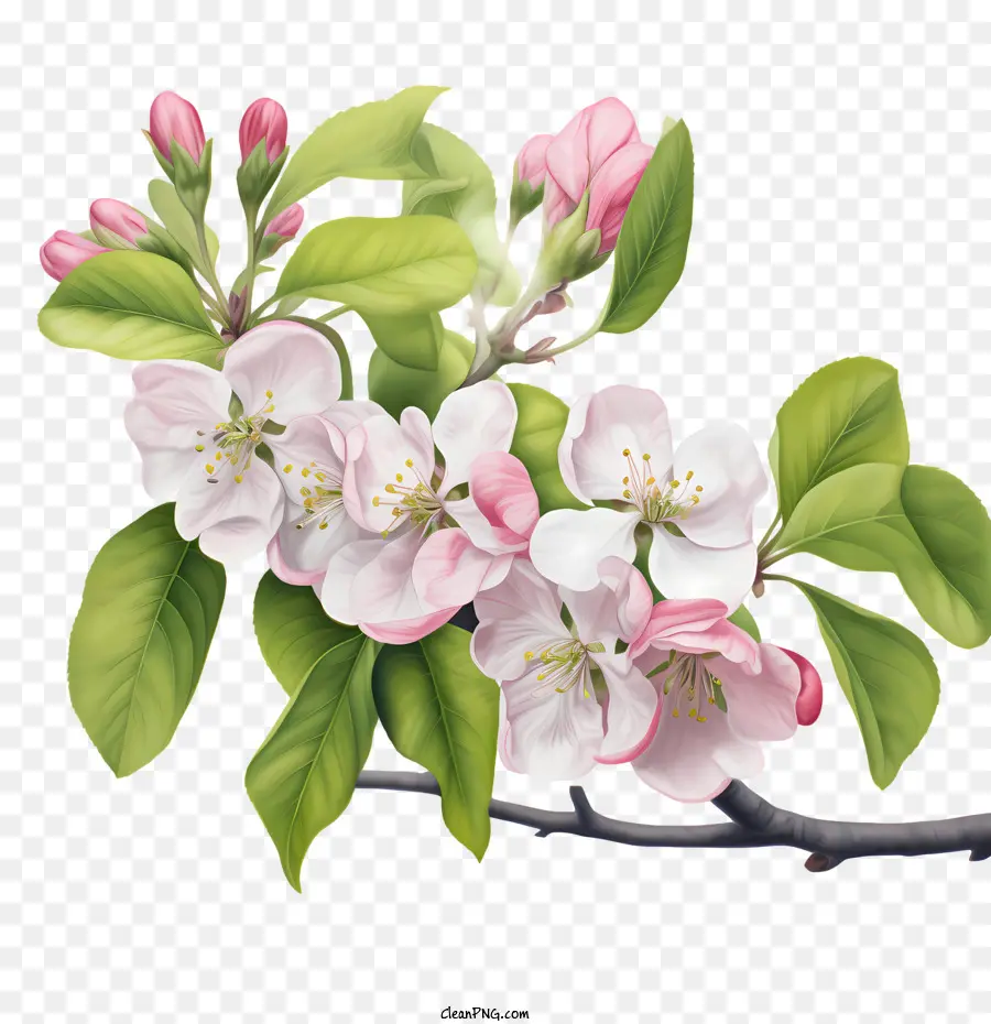 Elma çiçeği，çiçek PNG