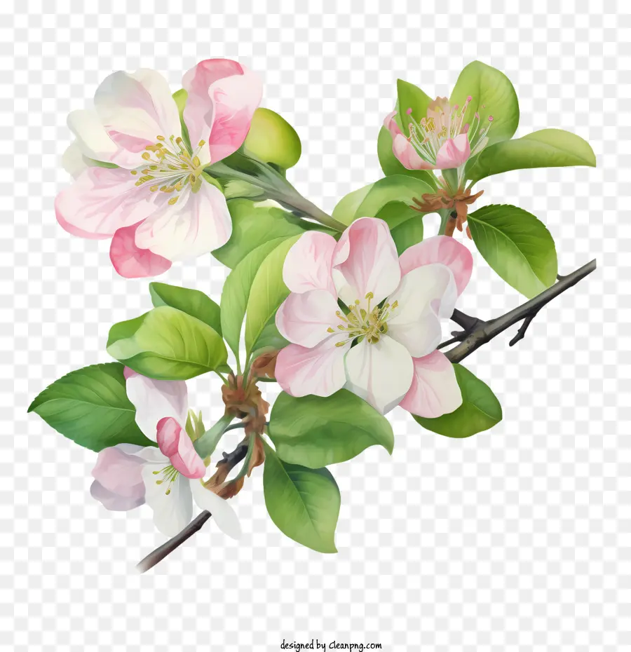 Elma çiçeği，Pembe çiçek PNG