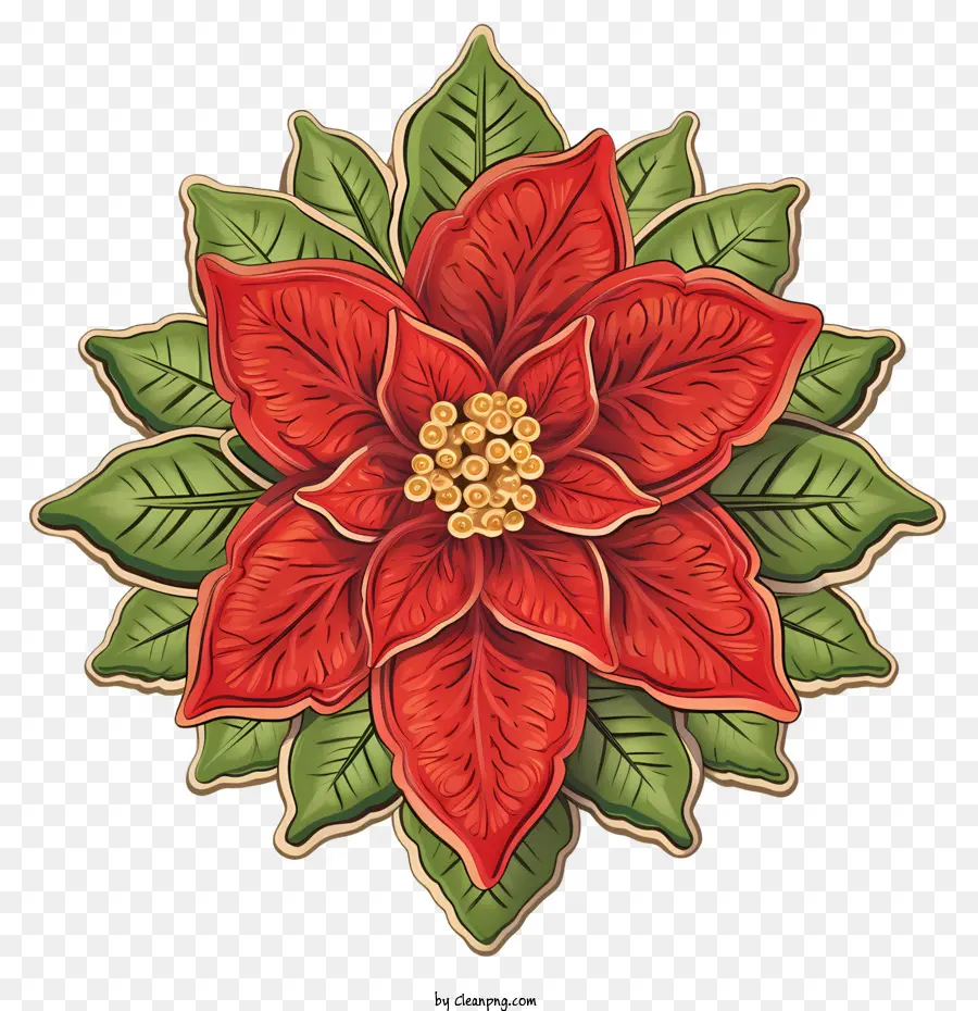 Poinsettia çiçek，Kırmızı Poinsettia PNG