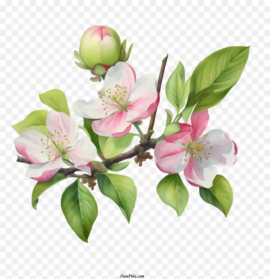 Elma çiçeği，çiçeklenme PNG