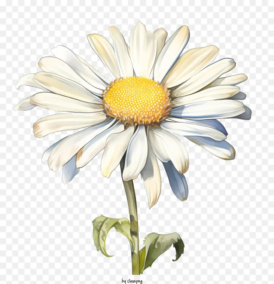 Daisy çiçek，Papatya PNG