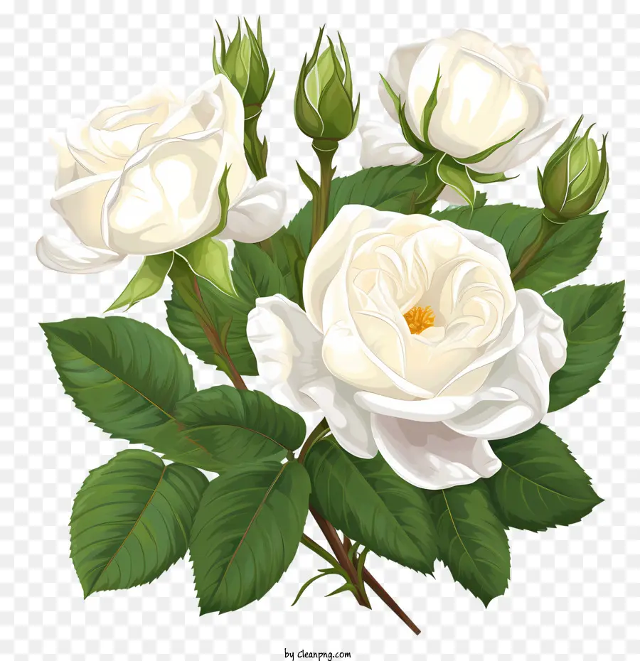 Beyaz Gül çiçek，Güller PNG