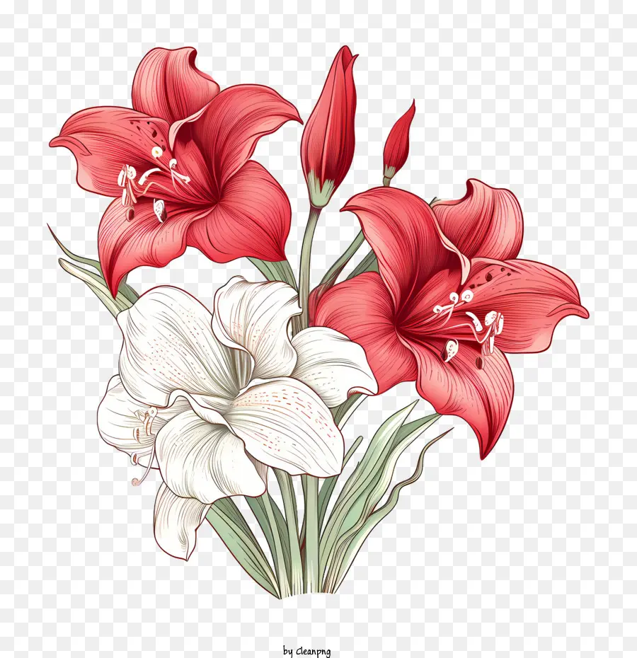 Amaryllis Çiçeği，çiçek Aranjmanı PNG