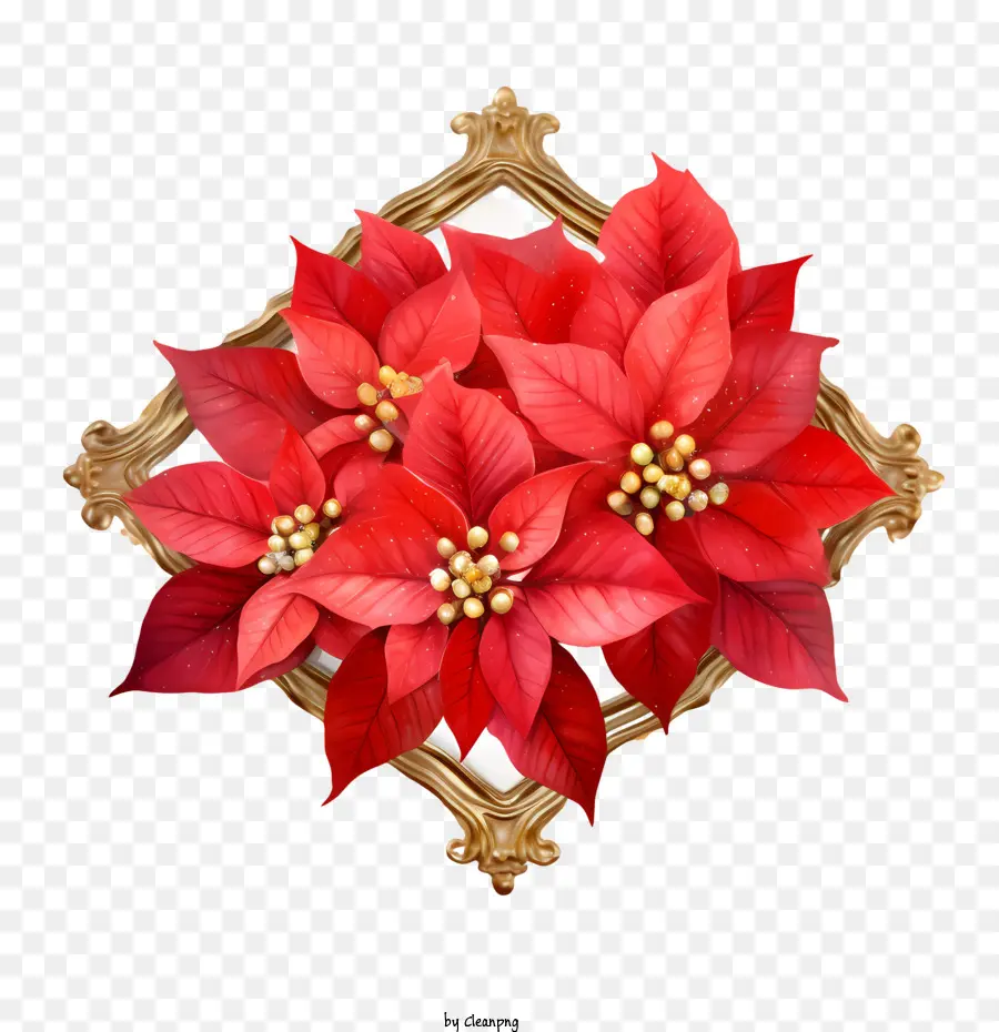 Poinsettia çiçek，Noel PNG