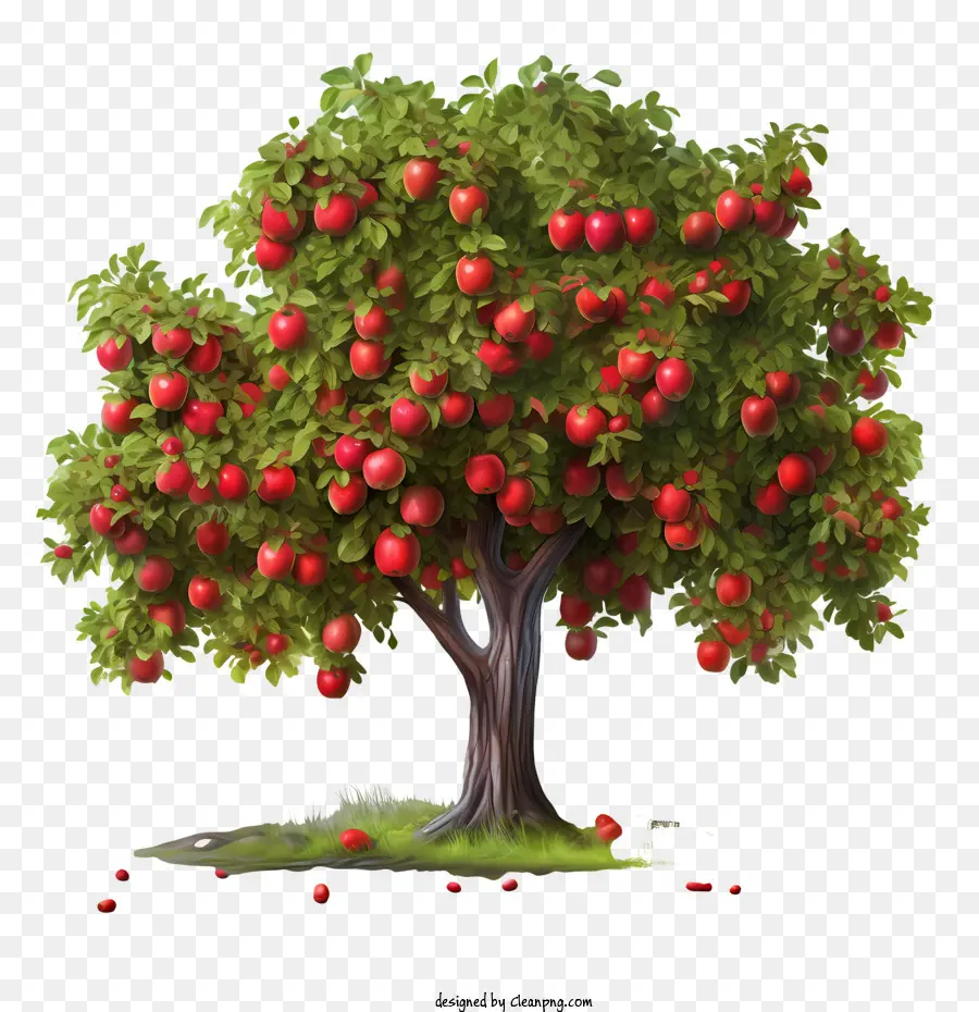 Meyve Ağacı，Elma Ağacı PNG