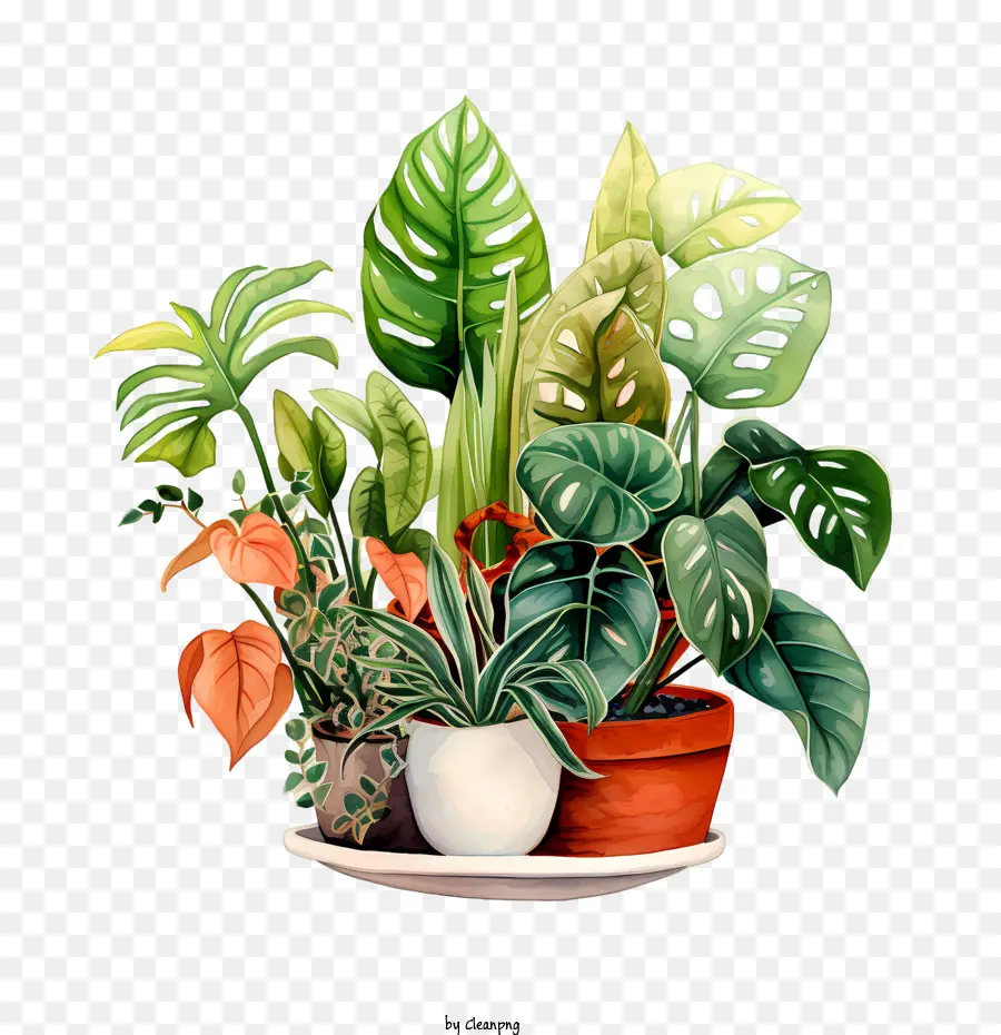 Houseplant Takdir Günü，Bitkiler PNG