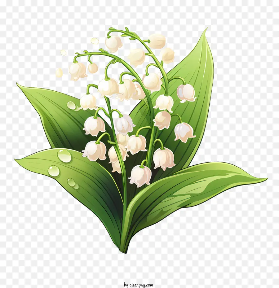 Lily Vadi，Beyaz çiçekler PNG