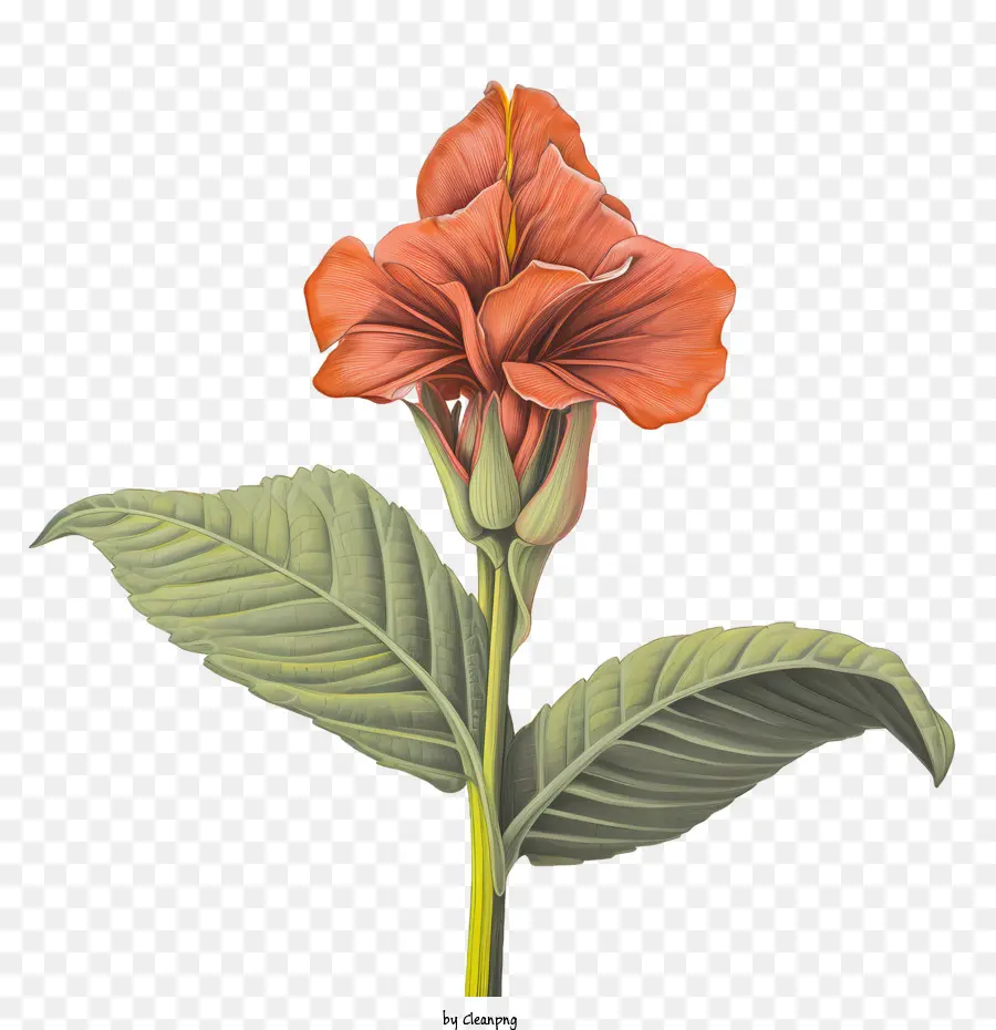 Canna Indica，Portakal Çiçeği PNG