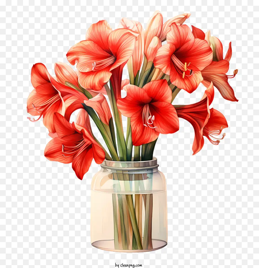 Amaryllis Çiçeği，Kırmızı çiçekler PNG