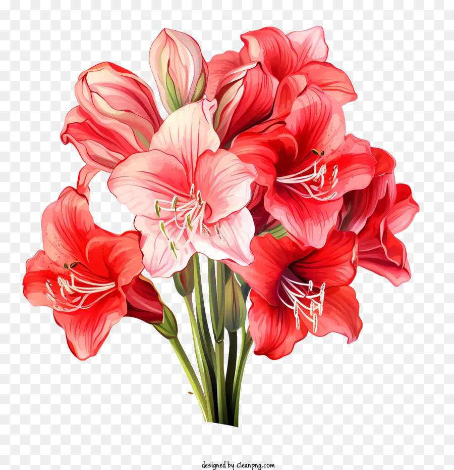 Amaryllis Çiçeği，Buket PNG