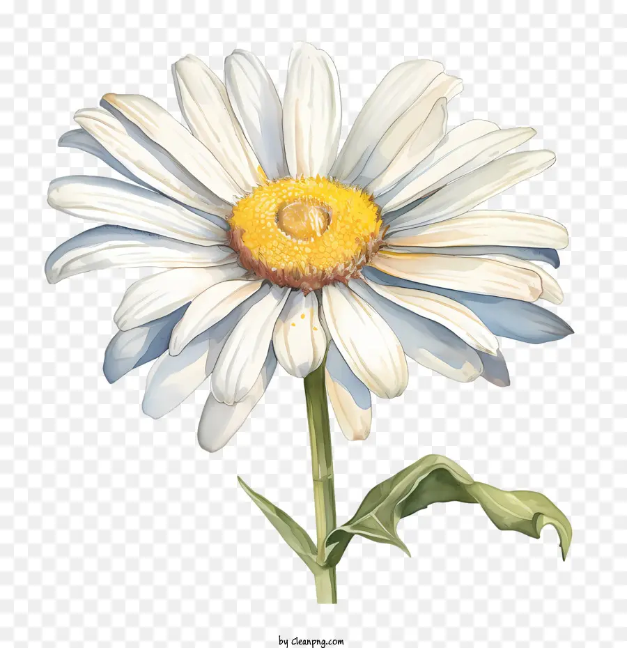 Daisy çiçek，Beyaz Papatya PNG