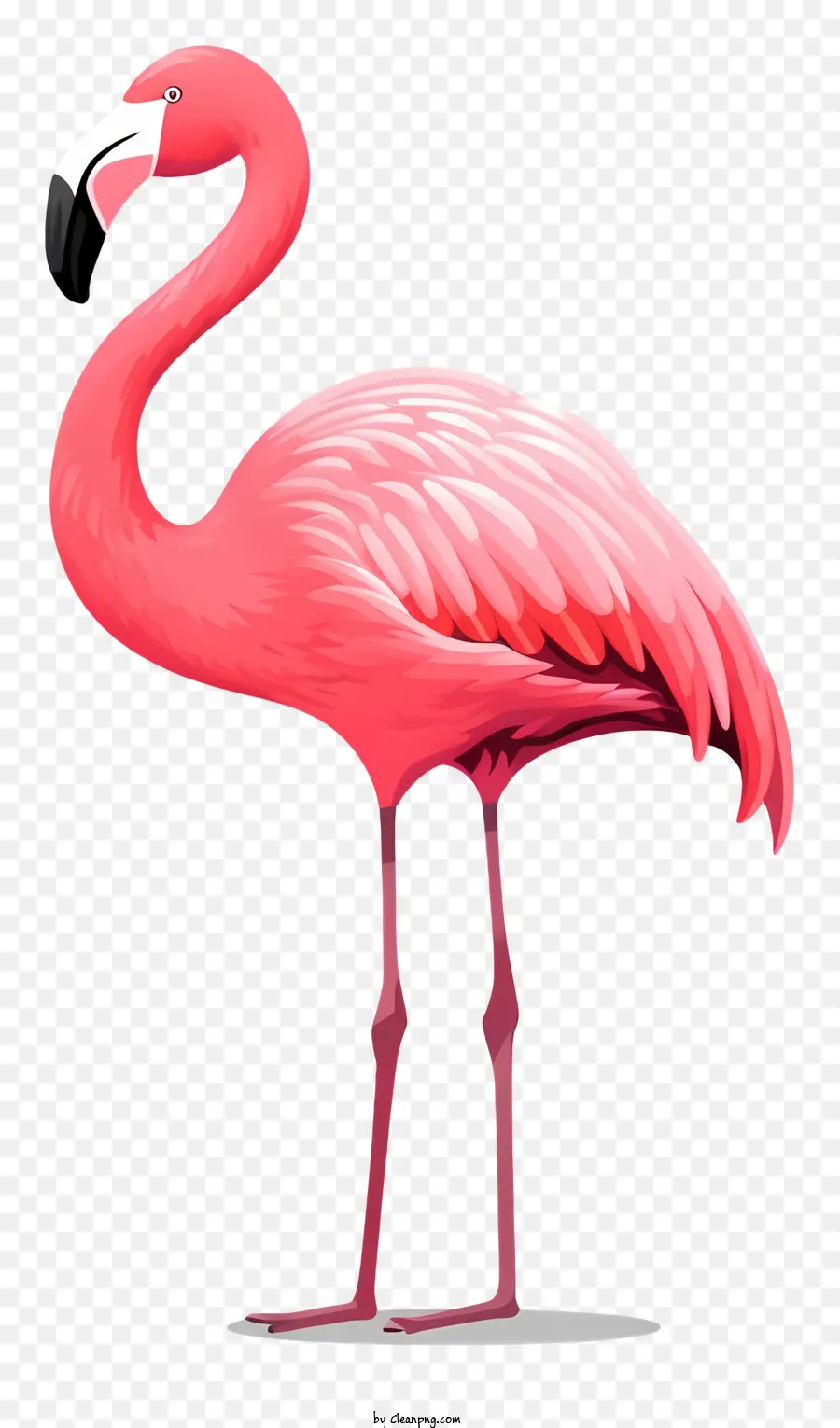 Pembe Flamingo，Ayakta PNG