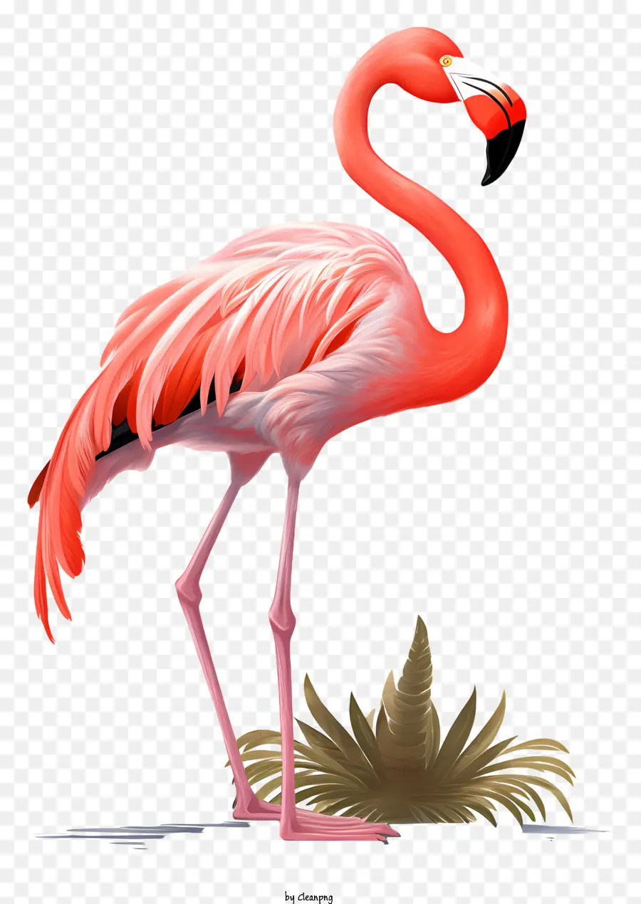 Pembe Flamingo，Uzun Gaga PNG