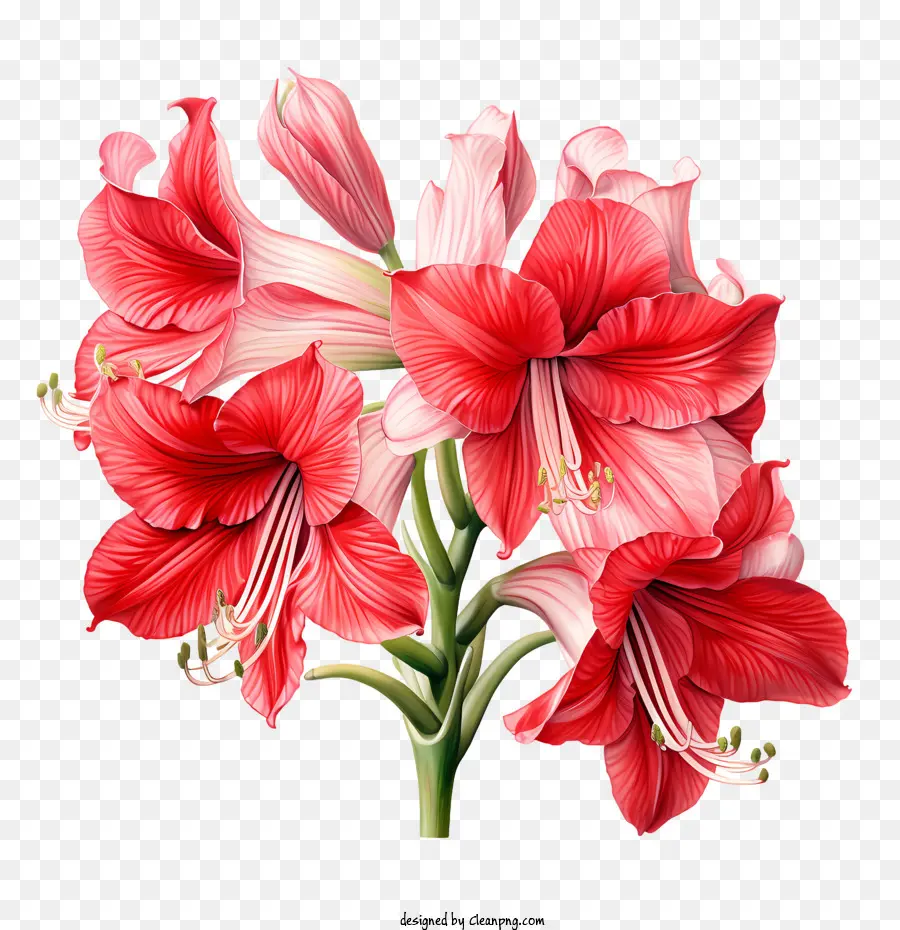 Amaryllis Çiçeği，Pembe çiçekler PNG
