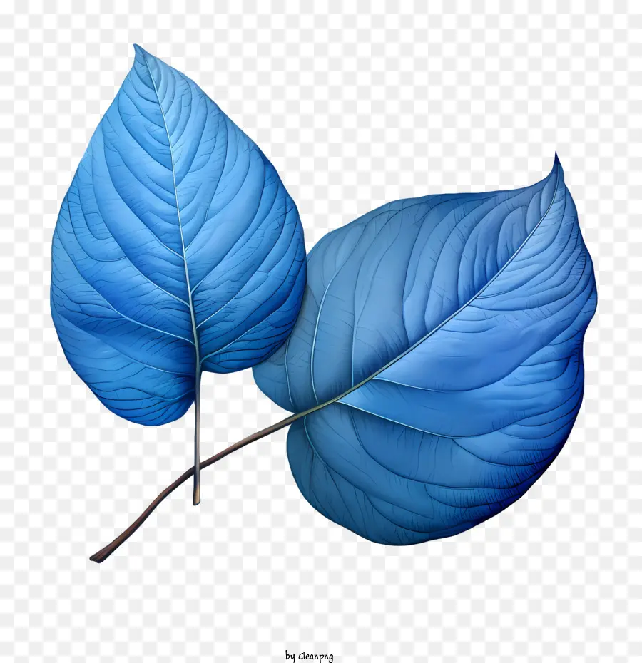 Mavi Yapraklar，Yaprakları PNG