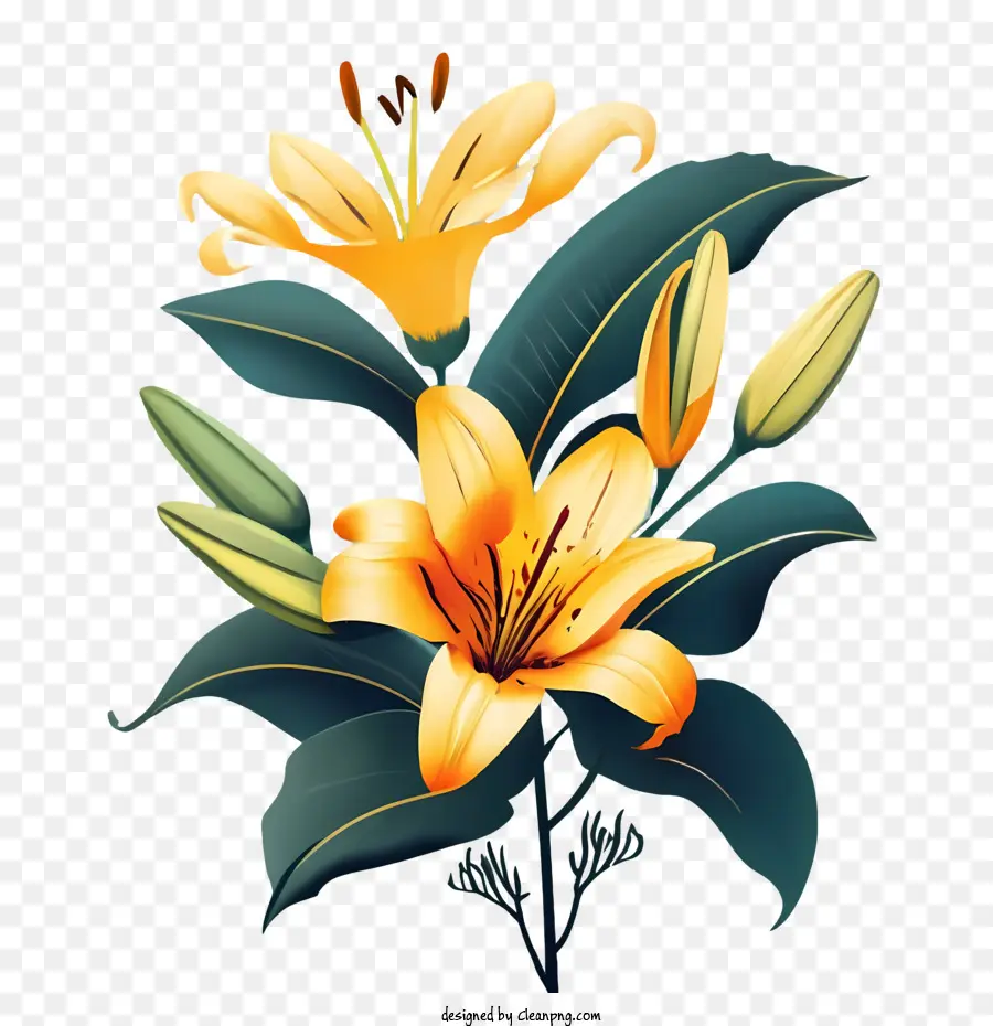 Lily çiçek，Zambak PNG
