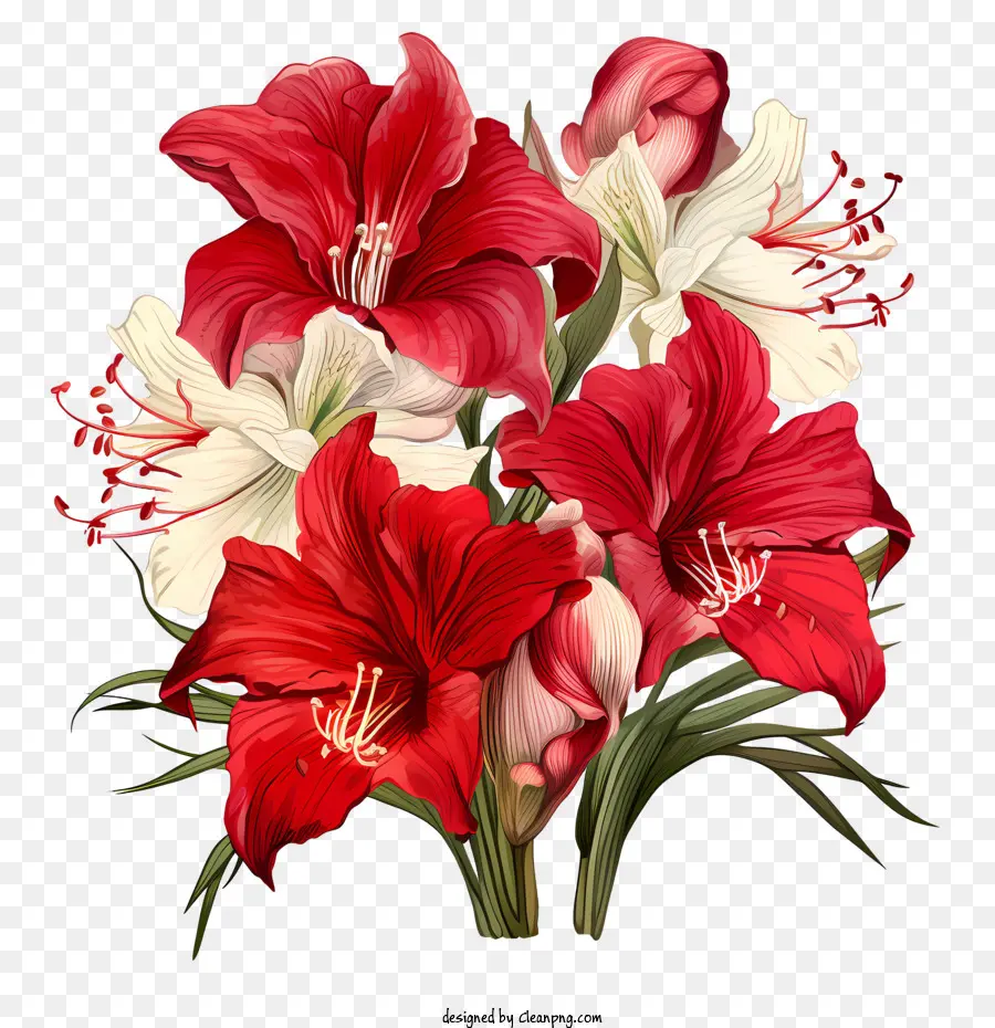 Amaryllis Çiçeği，Buket PNG