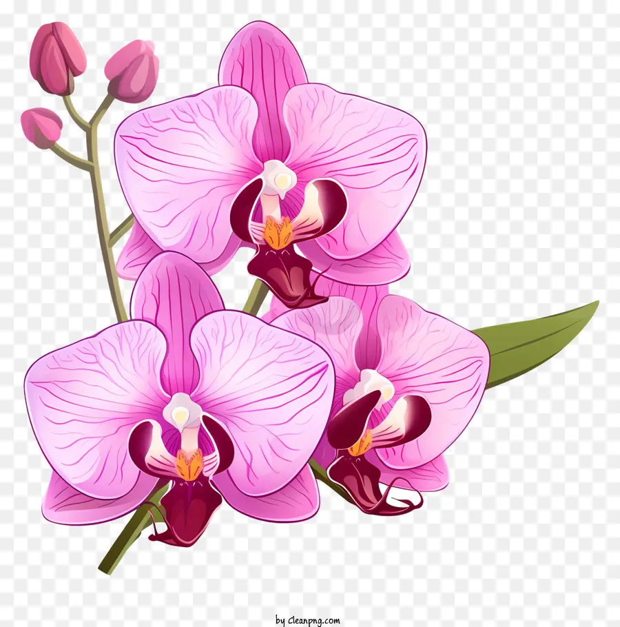 Orkide çiçeği，Pembe Orkide PNG