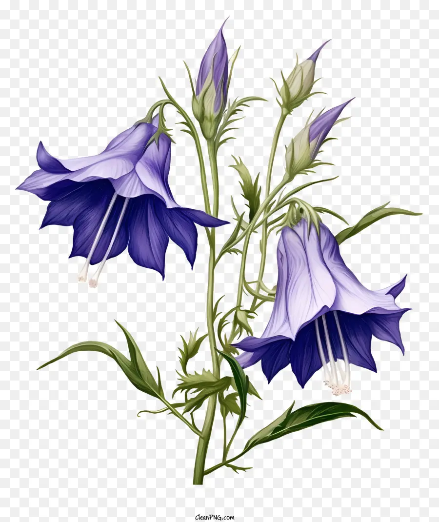 Parlayan çiçek，Derin Mavi Yapraklar PNG