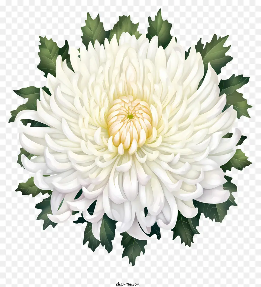 Beyaz Kasımpatı，Tam çiçek Açan çiçek PNG