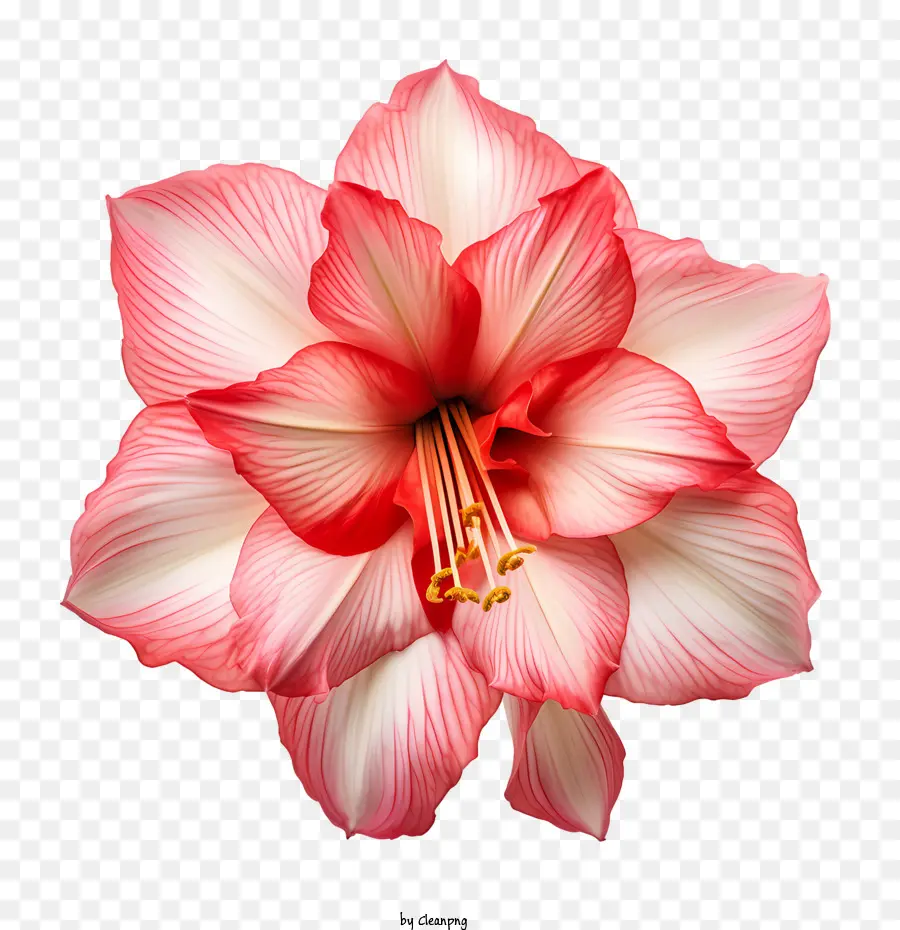 Amaryllis Çiçeği，Pembe PNG