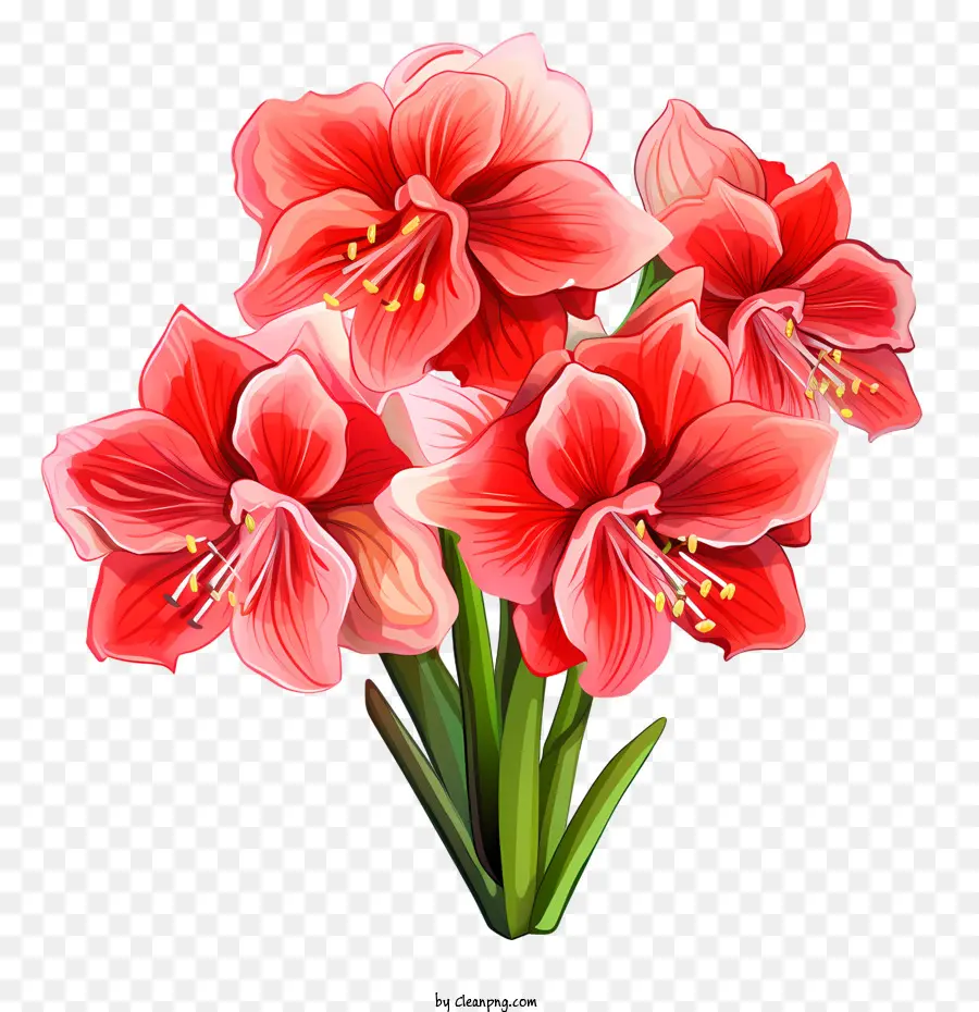 Amaryllis Çiçeği，Kırmızı PNG