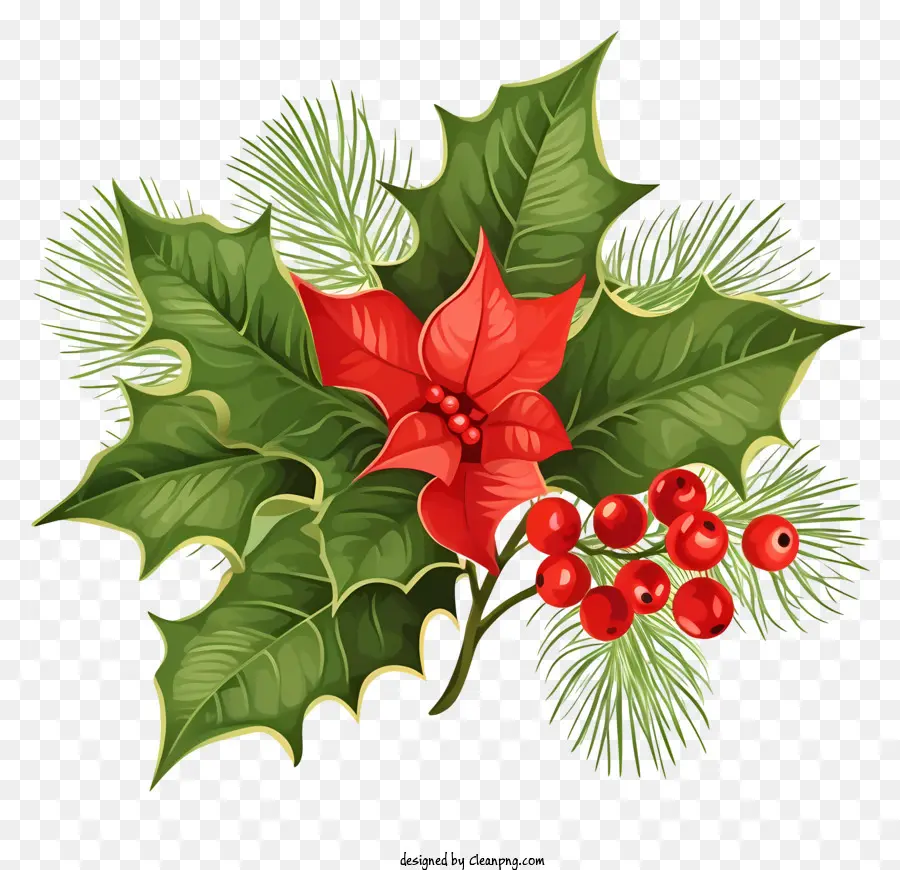 Noel Poinsettia，Kırmızı Ve Yeşil Poinsettia PNG