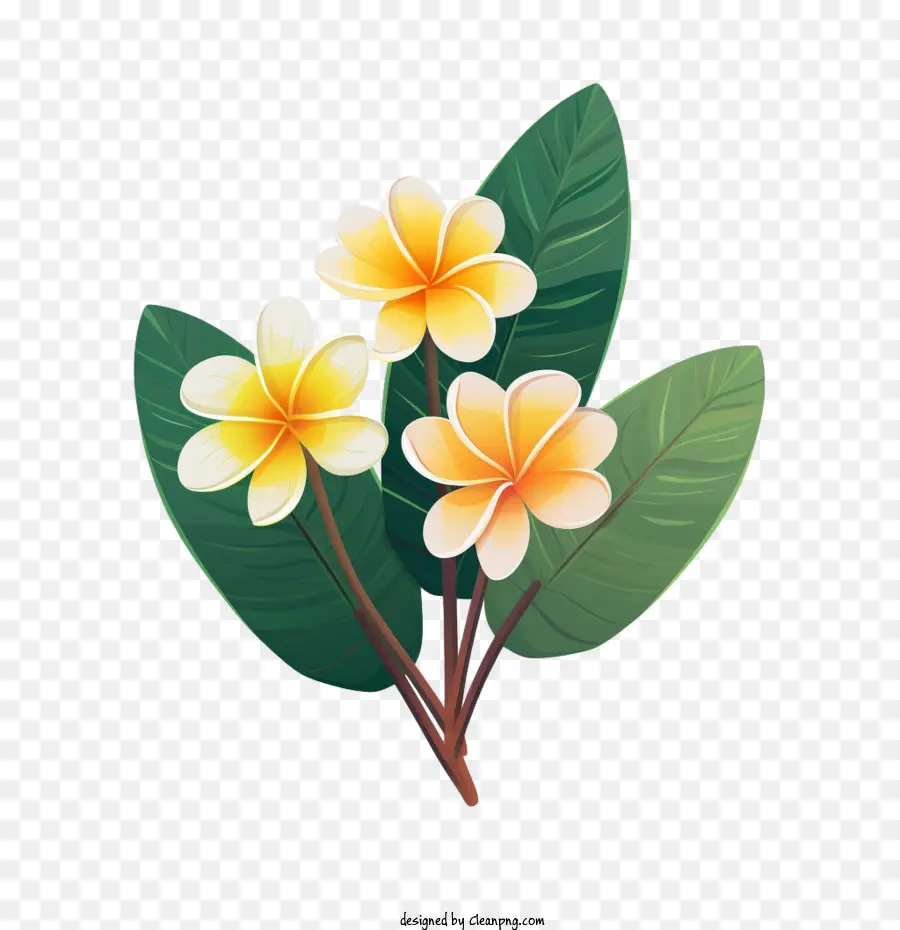 Frangipani çiçek， PNG