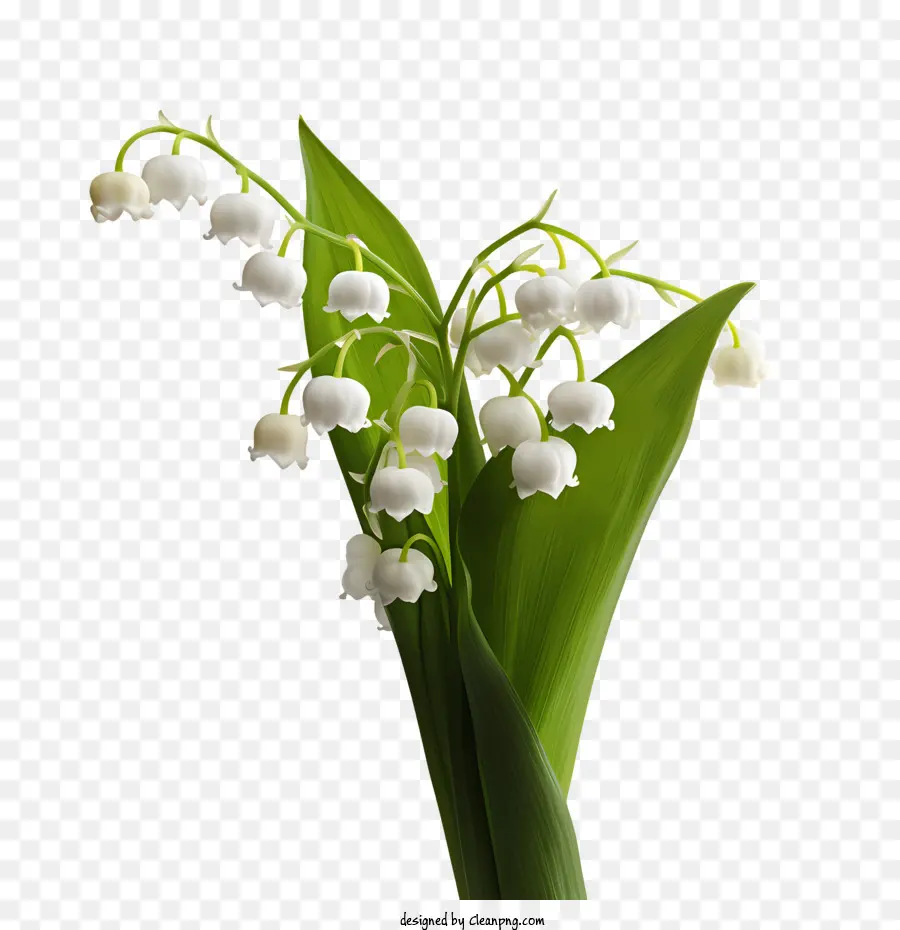 Lily Vadi，Beyaz çiçekler PNG