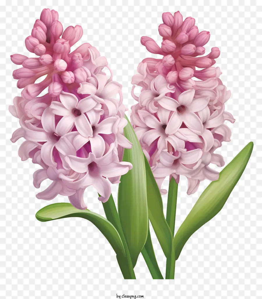 Pembe çiçekler，Hymacanthus çiçekleri PNG