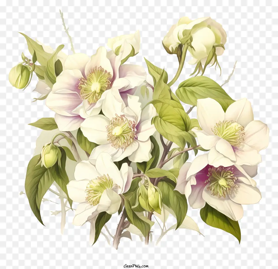 Buket，Beyaz çiçekler PNG