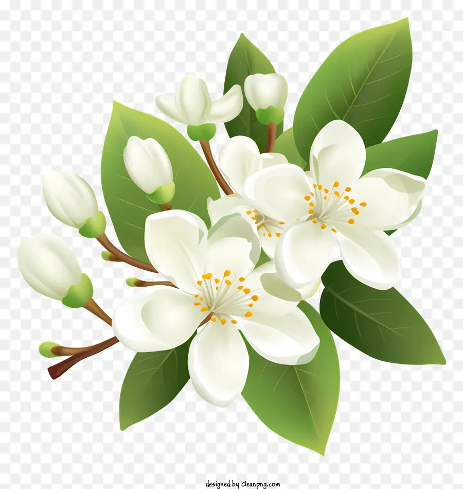 Beyaz çiçek，Beş Taç PNG