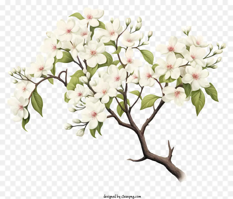 Beyaz Çiçekleme Ağacı，Beyaz çiçekler PNG