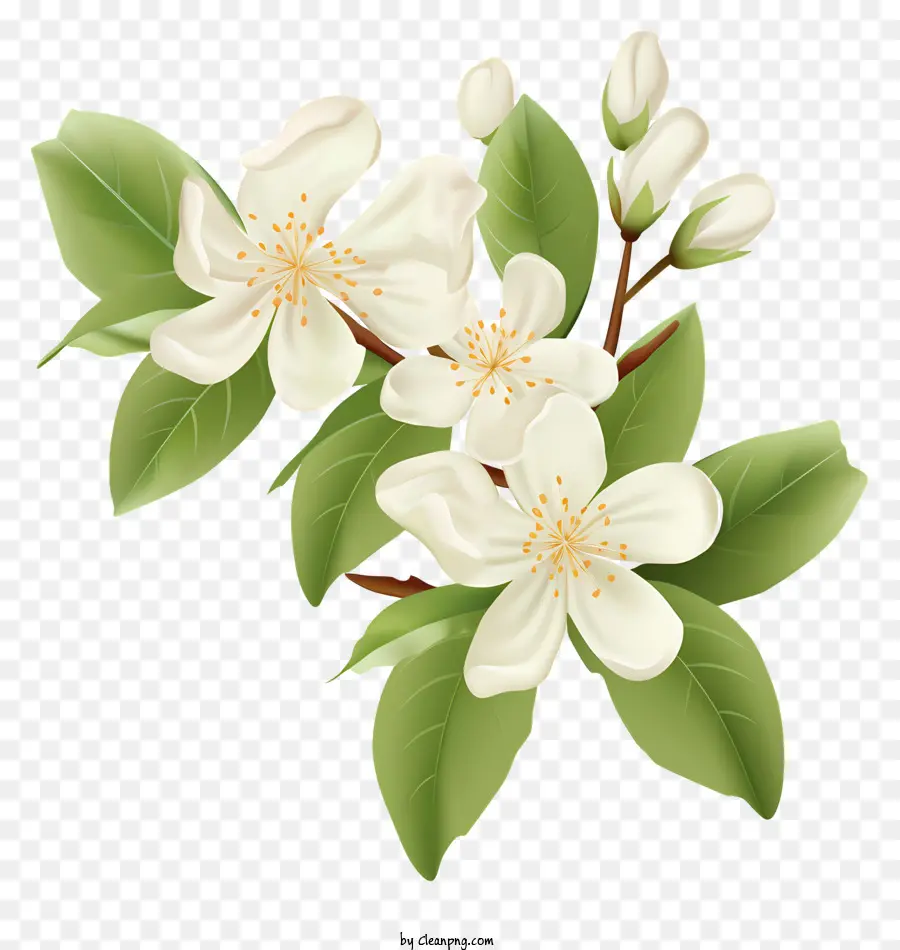 Elma Ağacı，Beyaz çiçekler PNG