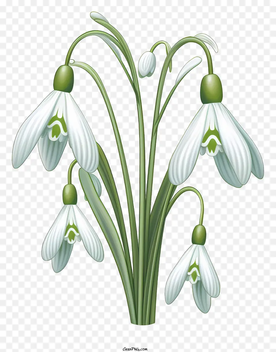 Kardelen，Beyaz çiçekler PNG