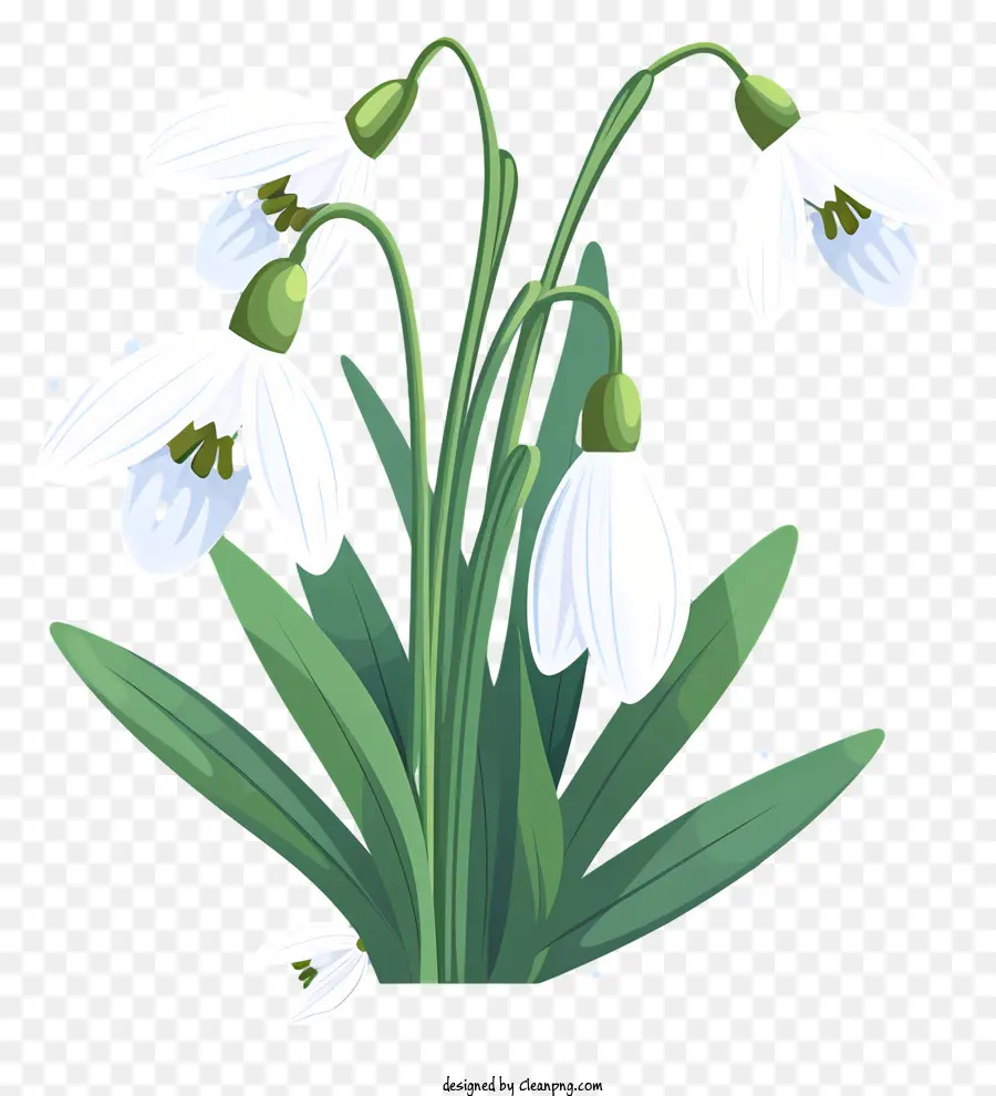 Kardelen，Beyaz çiçekler PNG