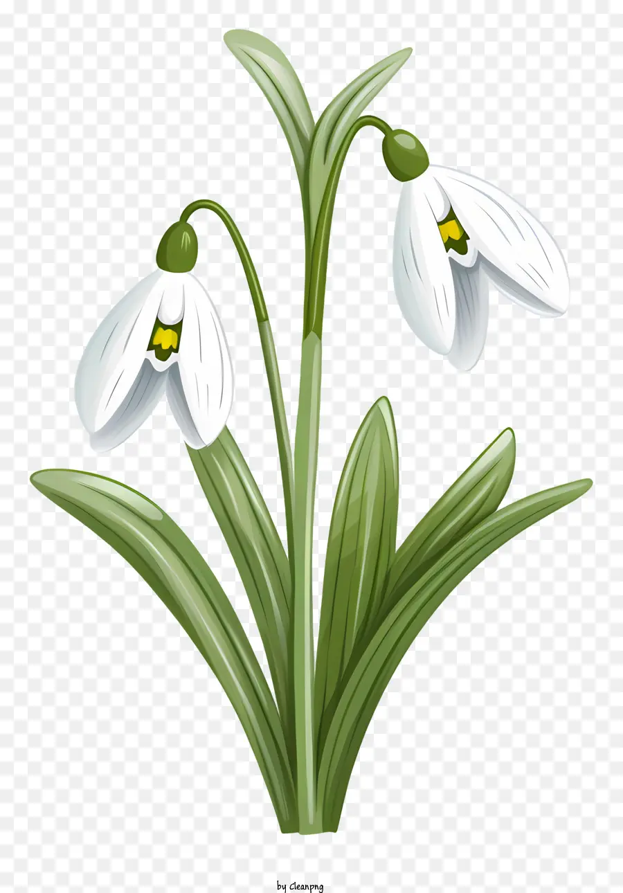 Beyaz çiçek，Kardelen PNG