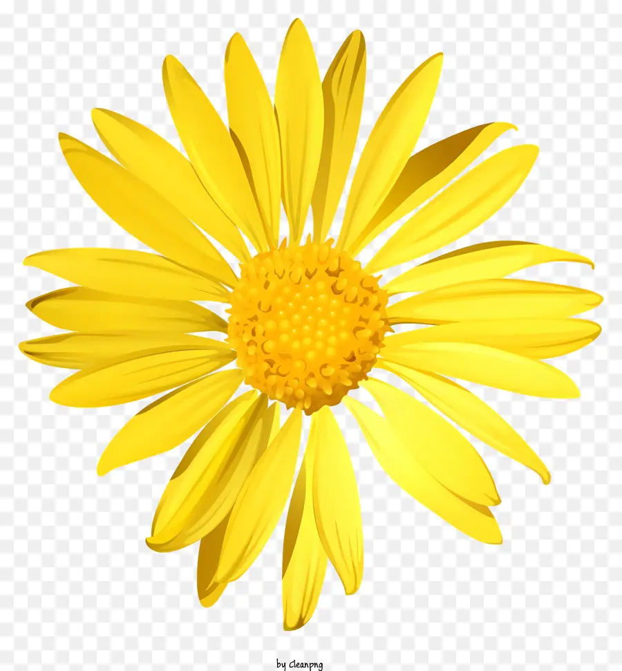 Sarı Papatya，Altı Petaled Çiçek PNG