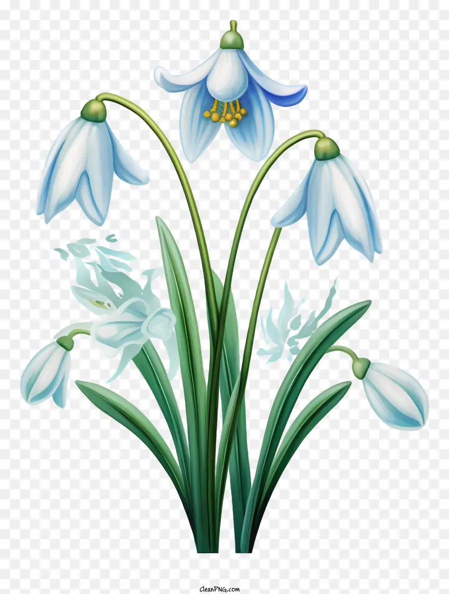 Kardelen Çiçek，Beyaz çiçek Kümesi PNG